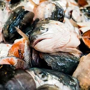 salmon-heads-close-up-image